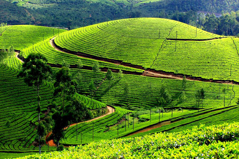 Peshok Tea Garden - Takdah Homestay